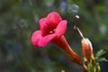 Campsis radicans Flamenco-1 Milin amerykański